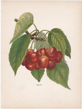 Bigarreau Cherries
